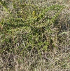 Pyracantha fortuneana at Watson, ACT - 14 Apr 2022