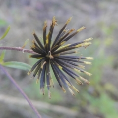 Bidens sp. (Cobbler's Pegs, Farmer's Friend) at Coree, ACT - 13 Apr 2022 by AlisonMilton