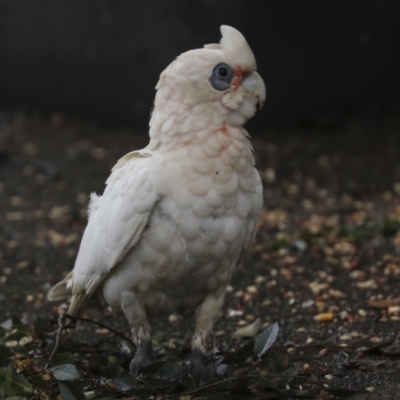 Cacatua sanguinea (Little Corella) at Higgins, ACT - 8 Apr 2022 by AlisonMilton