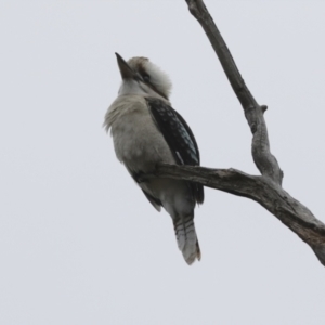 Dacelo novaeguineae at Stromlo, ACT - 2 Apr 2022 09:48 AM