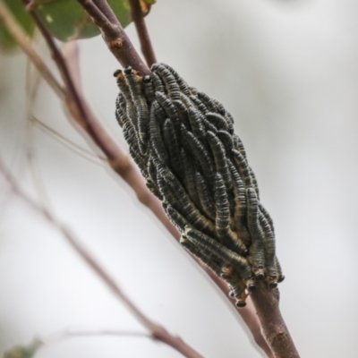 Perginae sp. (subfamily) (Unidentified pergine sawfly) at Stromlo, ACT - 1 Apr 2022 by AlisonMilton