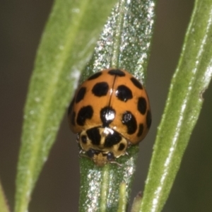 Harmonia conformis at Coree, ACT - 10 Apr 2022 10:54 AM