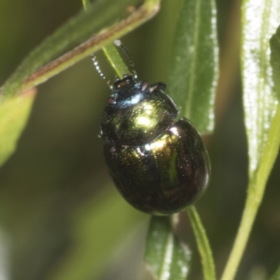 Callidemum hypochalceum (Hop-bush leaf beetle) at Woodstock Nature Reserve - 10 Apr 2022 by AlisonMilton