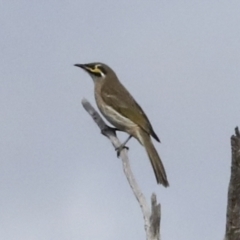 Caligavis chrysops (Yellow-faced Honeyeater) at Coree, ACT - 10 Apr 2022 by AlisonMilton