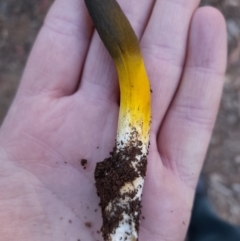 Drechmeria gunnii (Dark Vegetable Caterpillar) at Cotter River, ACT - 14 Apr 2022 by rangerstacey