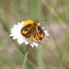 Ocybadistes walkeri (Green Grass-dart) at Bicentennial Park - 26 Mar 2022 by Milobear