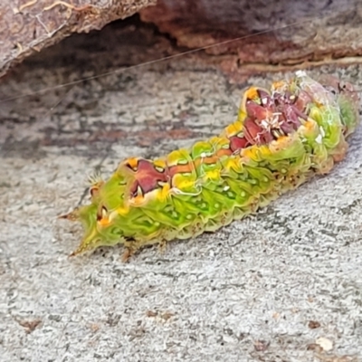 Doratifera pinguis (Pale Cup Moth) at Macgregor, ACT - 15 Apr 2022 by trevorpreston