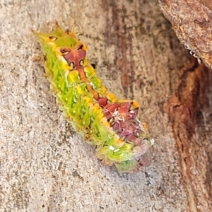 Doratifera pinguis at Macgregor, ACT - 15 Apr 2022