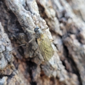 Stratiomyidae (family) at Latham, ACT - 15 Apr 2022 09:48 AM