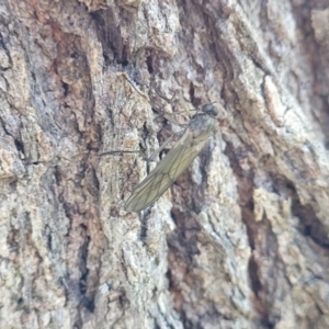 Stratiomyidae (family) at Latham, ACT - 15 Apr 2022 09:48 AM