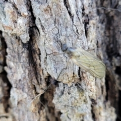 Stratiomyidae (family) at Latham, ACT - 15 Apr 2022 09:48 AM