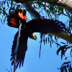 Calyptorhynchus lathami (Glossy Black-Cockatoo) at Moruya, NSW - 14 Apr 2022 by LisaH