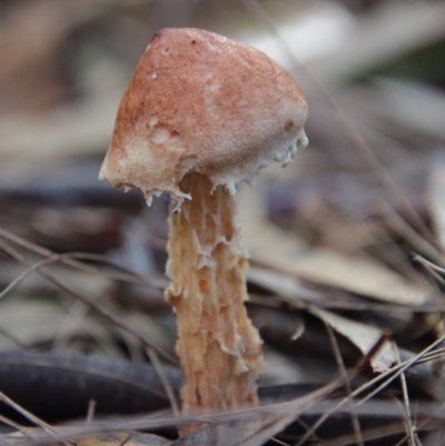 Austroboletus lacunosus (Austroboletus lacunosus) at Moruya, NSW - 15 Apr 2022 by LisaH