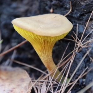zz agaric (stem; gills not white/cream) at Moruya, NSW - suppressed