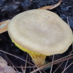 zz agaric (stem; gills not white/cream) at Moruya, NSW - suppressed