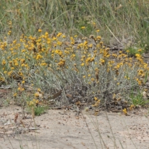 Chrysocephalum apiculatum at Tennent, ACT - 26 Dec 2021 10:19 AM