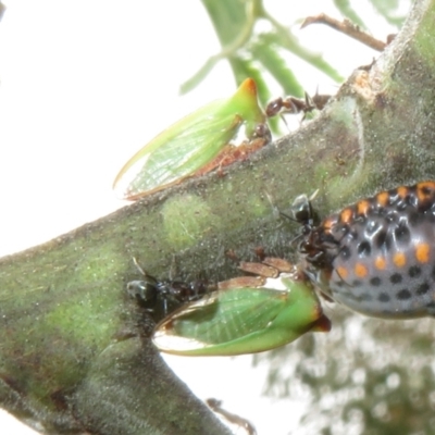 Sextius virescens (Acacia horned treehopper) at Coree, ACT - 5 Feb 2022 by Christine