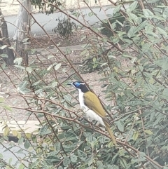 Entomyzon cyanotis (Blue-faced Honeyeater) at Mawson, ACT - 15 Apr 2022 by KateU