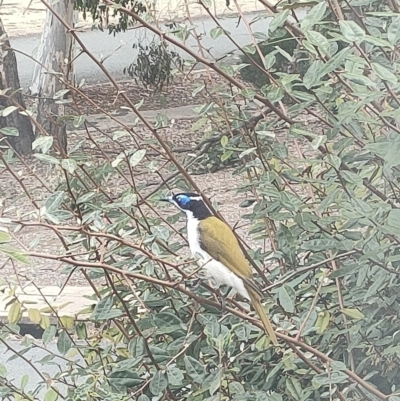 Entomyzon cyanotis (Blue-faced Honeyeater) at Mawson, ACT - 15 Apr 2022 by KateU