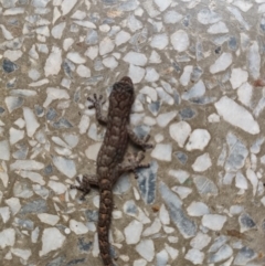 Christinus marmoratus (Southern Marbled Gecko) at Mawson, ACT - 9 Apr 2022 by KateU