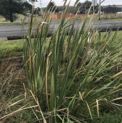 Typha orientalis (Broad-leaved Cumbumgi) at Nimmitabel, NSW - 9 Apr 2022 by Tapirlord