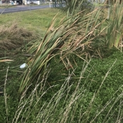 Typha orientalis at Nimmitabel, NSW - 9 Apr 2022