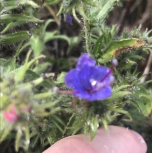 Echium vulgare at Nimmitabel, NSW - 9 Apr 2022