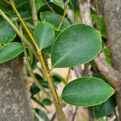 Ligustrum lucidum (Large-leaved Privet) at Cootamundra, NSW - 15 Apr 2022 by AaronClausen