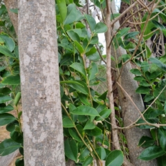 Ligustrum lucidum at Cootamundra, NSW - 15 Apr 2022 10:53 AM