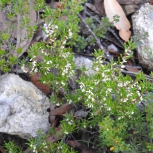 Monotoca scoparia at Bombay, NSW - suppressed