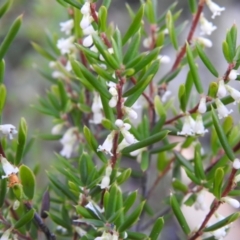 Monotoca scoparia at Bombay, NSW - suppressed