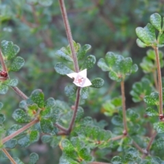 Boronia algida at Bombay, NSW - 15 Apr 2022