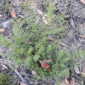 Bursaria spinosa at Bombay, NSW - suppressed