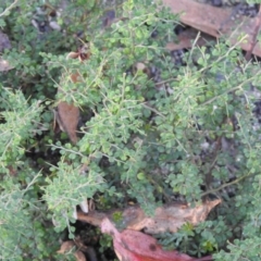 Bursaria spinosa at Bombay, NSW - suppressed