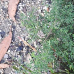 Bursaria spinosa at Bombay, NSW - suppressed