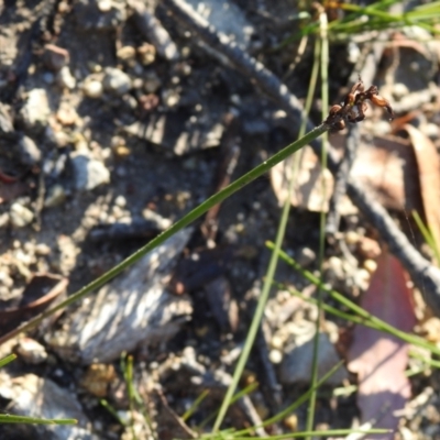 Corunastylis sp. (A Midge Orchid) at Bombay, NSW - 14 Apr 2022 by Liam.m