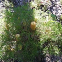 Banksia spinulosa (Hairpin Banksia) at Bombay, NSW - 14 Apr 2022 by Liam.m