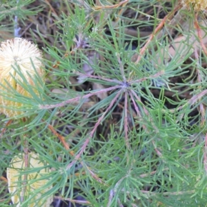 Banksia spinulosa at Bombay, NSW - 15 Apr 2022