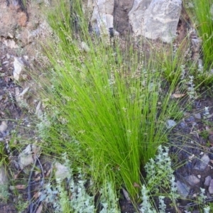 Lepidosperma urophorum at Bombay, NSW - suppressed