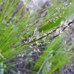 Lepidosperma urophorum at Bombay, NSW - 15 Apr 2022