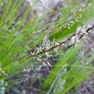 Lepidosperma urophorum at Bombay, NSW - 15 Apr 2022