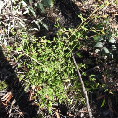 Unidentified Plant at Palerang, NSW - 14 Apr 2022 by Liam.m