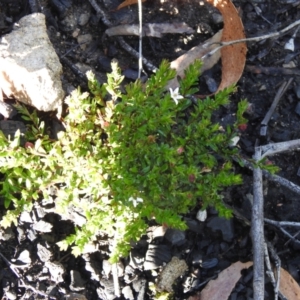 Rhytidosporum procumbens at Palerang, NSW - suppressed