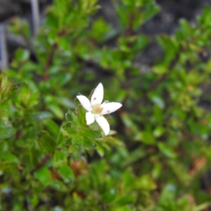 Rhytidosporum procumbens at Palerang, NSW - suppressed