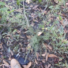 Leptospermum sp. (Tea Tree) at Palerang, NSW - 14 Apr 2022 by Liam.m
