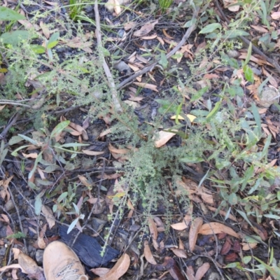 Leptospermum sp. (Tea Tree) at Palerang, NSW - 14 Apr 2022 by Liam.m
