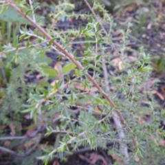 Leptospermum sp. at Palerang, NSW - suppressed