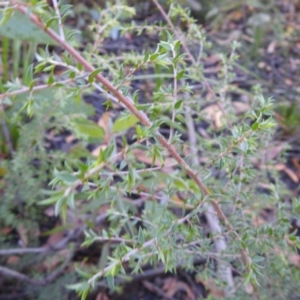 Leptospermum sp. at Palerang, NSW - suppressed