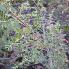 Leptospermum sp. at Palerang, NSW - suppressed