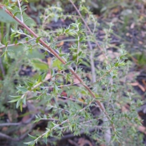 Leptospermum sp. at Palerang, NSW - suppressed